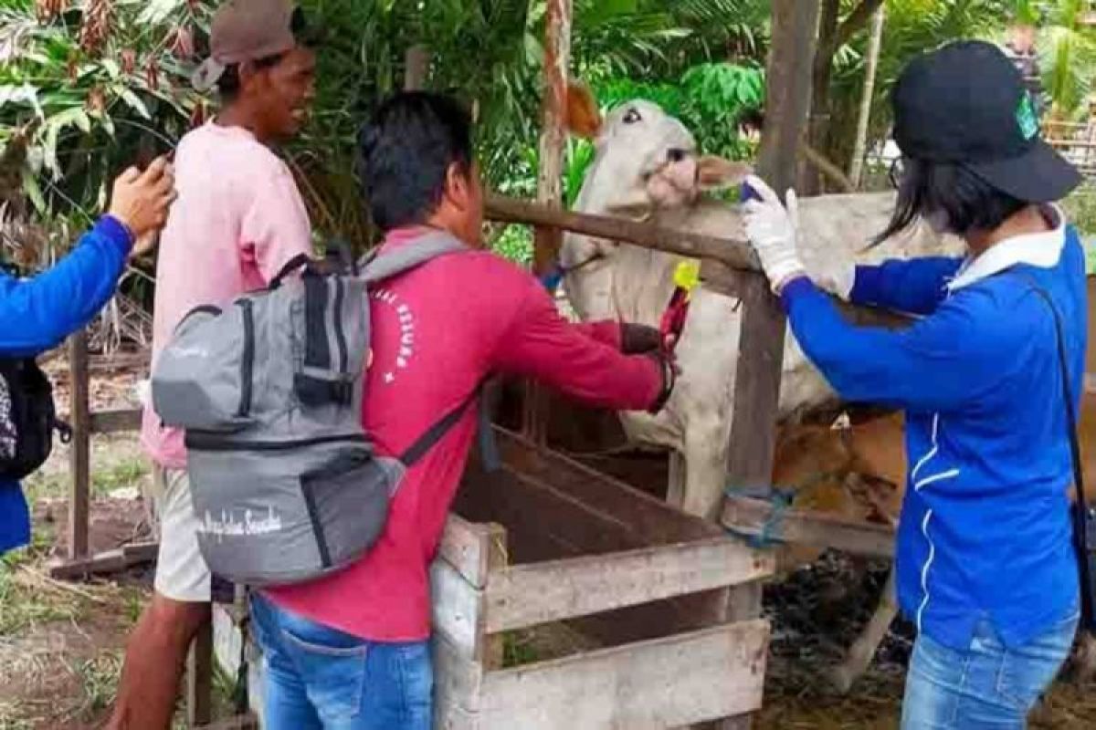 Ribuan ekor ternak di Kapuas sudah divaksinasi PMK