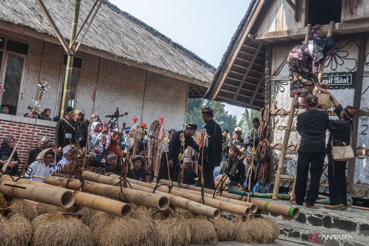 Ngaseuk Padi Huma Cara Suku Badui Perkuat Cadangan Pangan Antara