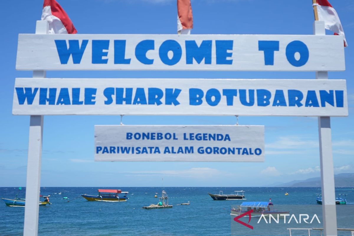 Gorontalo memperingati Hari Hiu Paus di pantai Botubarani