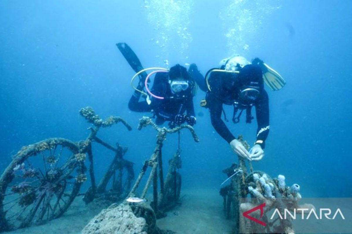 Komunitas penyelam tanam terumbu karang di wisata hiu paus Botubarani