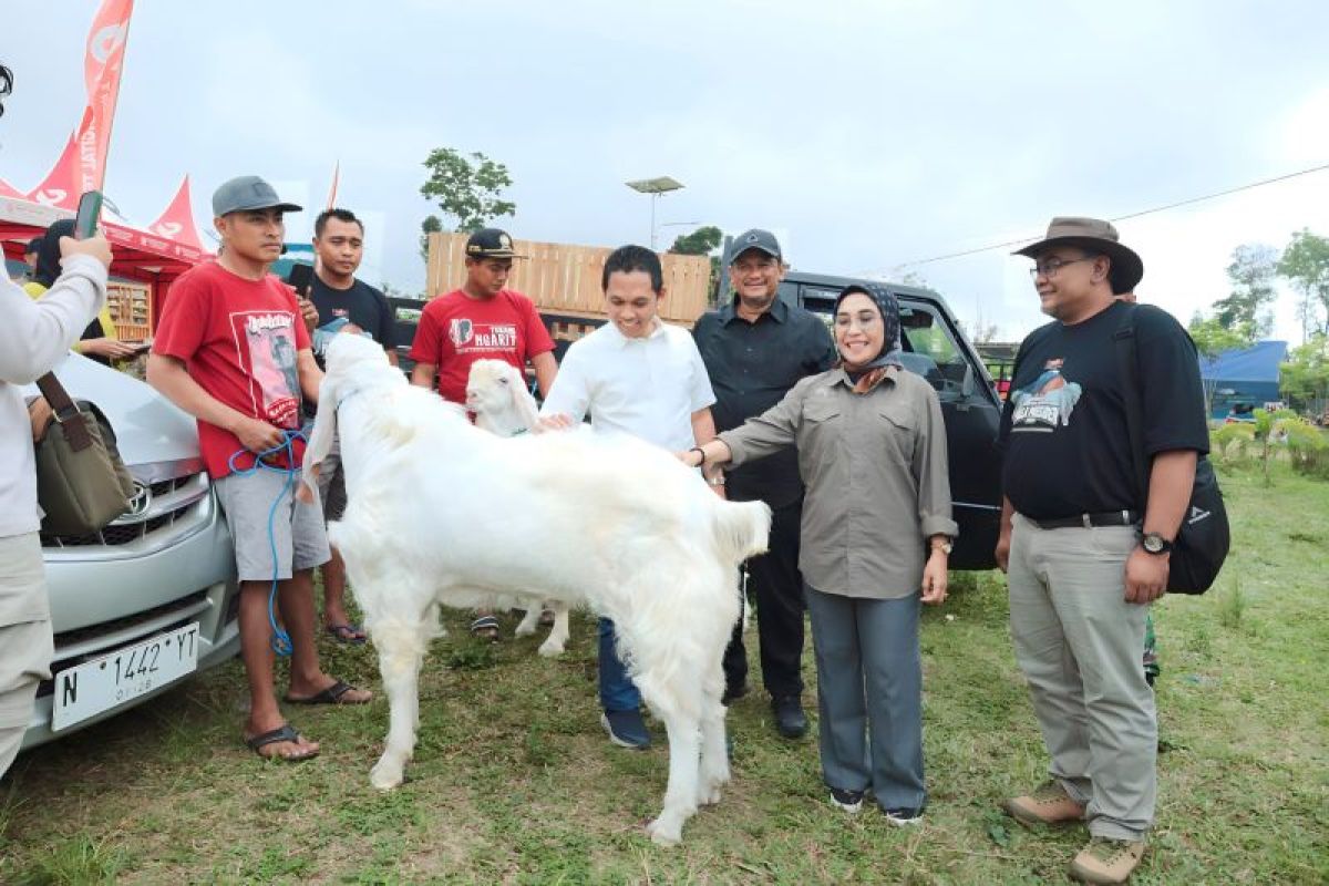 Kontes Kambing Senduro Piala Presiden digelar perdana di Lumajang