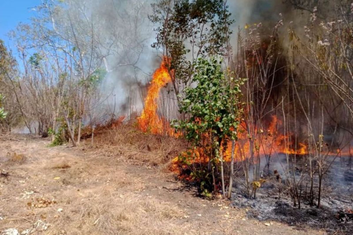 Kebakaran 40 ha hutan-lahan di Flores Timur berhasil dipadamkan