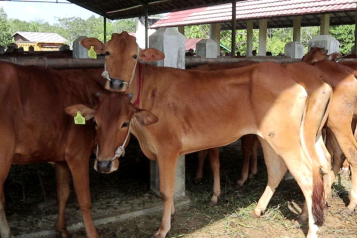 Dinas Perkebunan dan Peternakan Tabalong distribusikan bantuan sapi ke wilayah utara