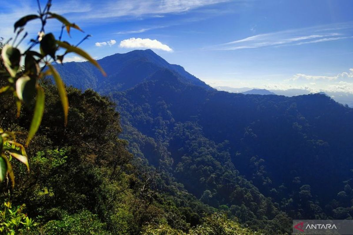 Hutan hujan Gunung Rorokoan potensi jadi ekowisata baru Kalsel