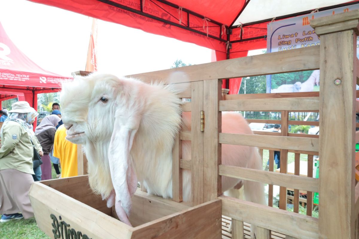 Gerakkan ekonomi Lumajang, Pemkab imbau jaga populasi Kambing Senduro