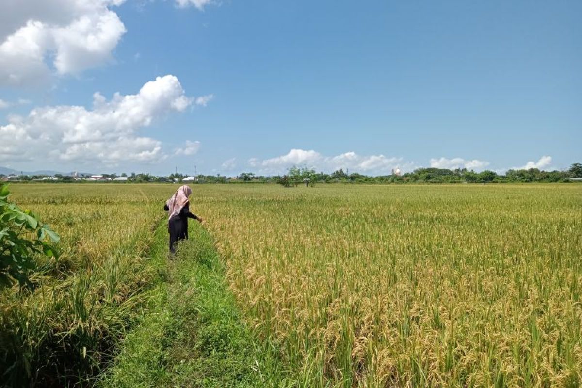 Distan: realisasi produksi padi Mataram mencapai 14.712 ton