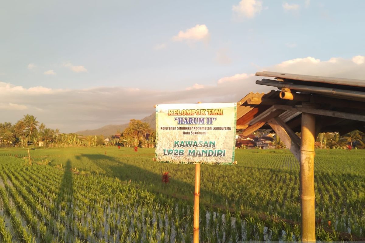 DKP3 Kota Sukabumi terapkan pola tanam IP 400 tingkatkan produksi padi