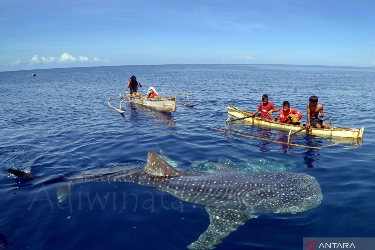 Desa wisata Botubarani raih rekor MURI  Hiu Paus terbanyak