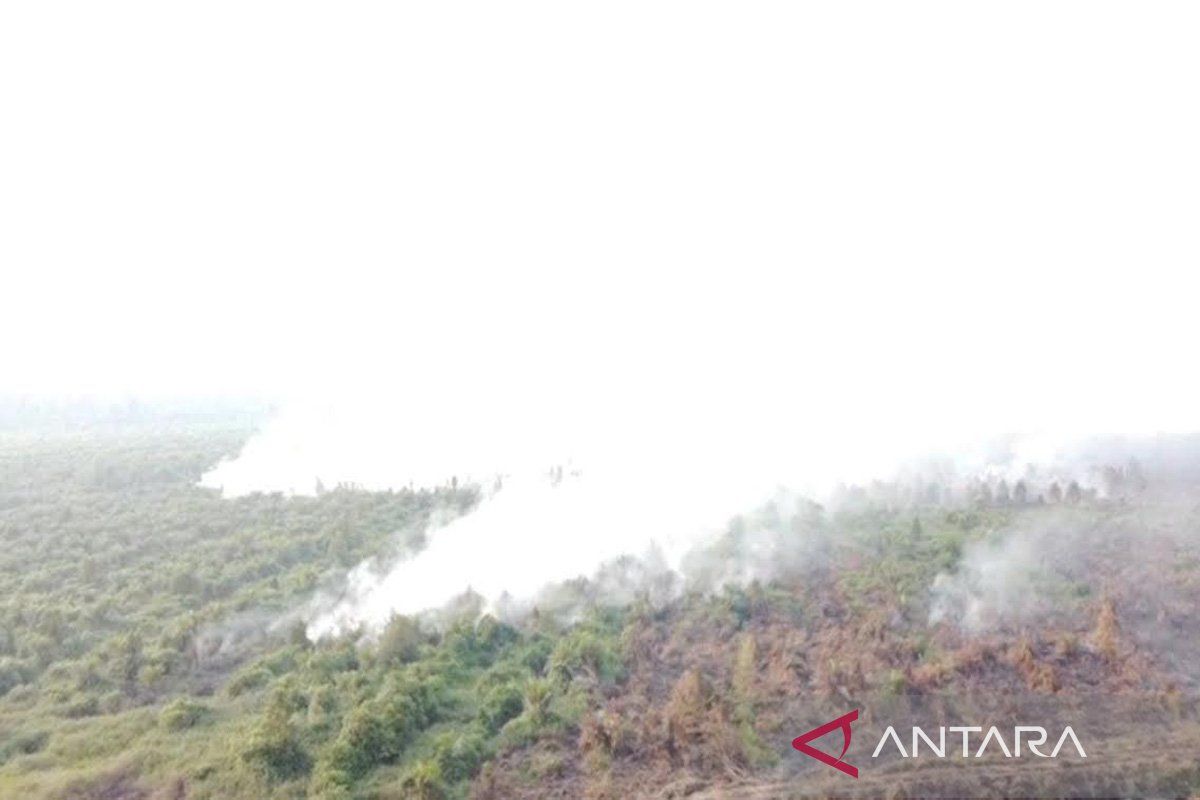 Lahan perkebunan di Desa Plantau Barito Timur terbakar