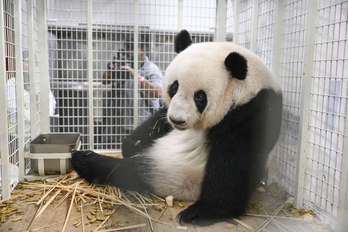 Dua anak panda yang lahir di Malaysia pulang ke China