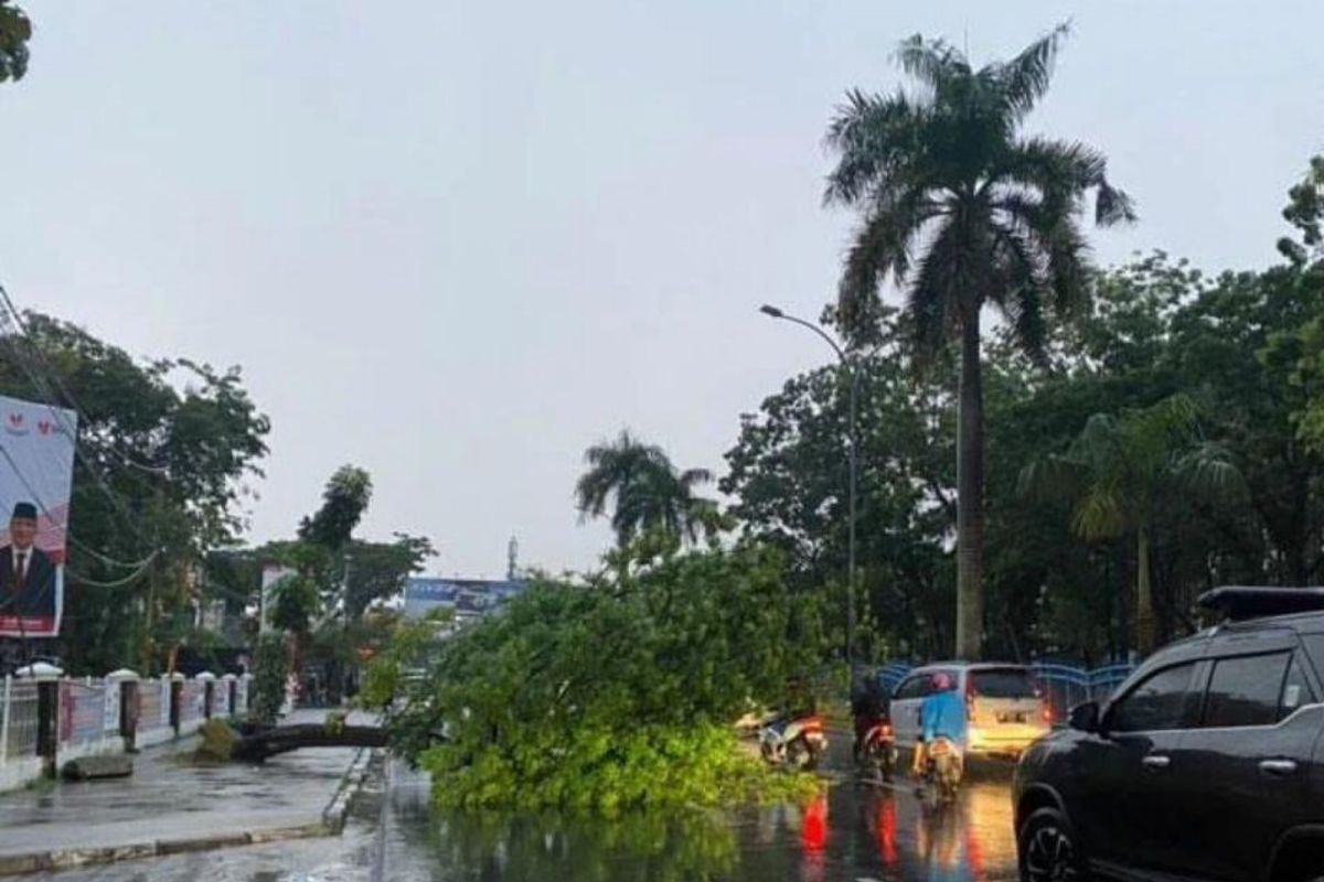 Pohon tumbang akibat hujan deras tutupi jalan di Pekanbaru