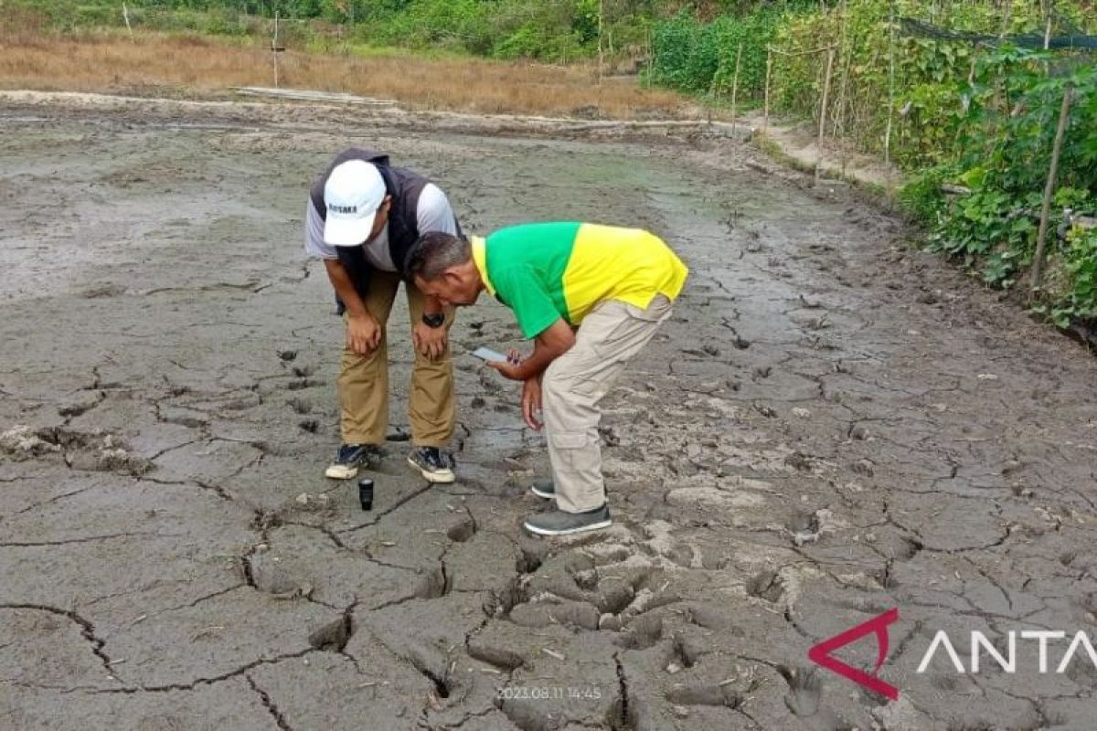 Belasan hektare sawah di Belitung alami kekeringan