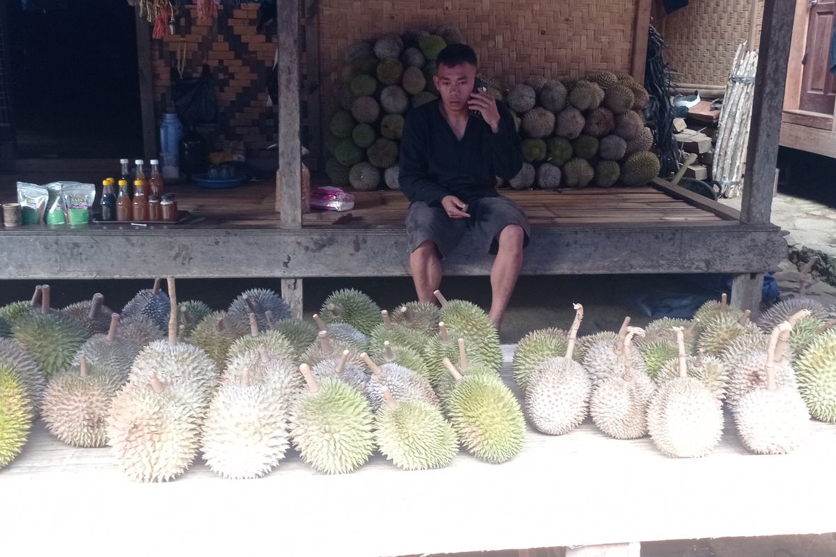 Musim durian di Badui mulai, dongkrak pendapatan ekonomi