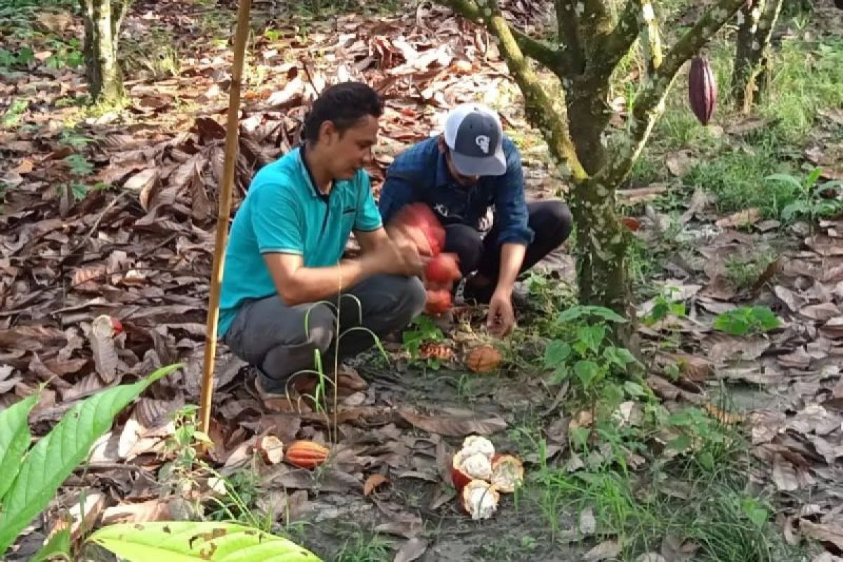 Pemkab Luwuk Timur mendorong pengembangan kakao berbasis desa
