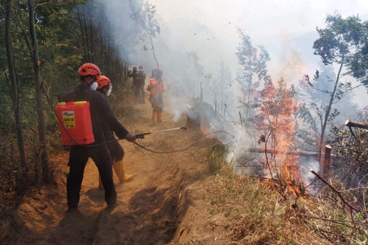 Petugas lakukan pemadaman kebakaran hutan di kawasan TNBTS Lumajang