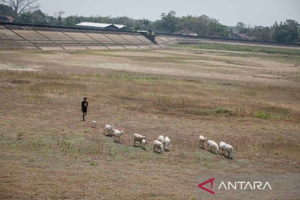 Antisipasi El Nino,  petani diminta padi diganti pajale