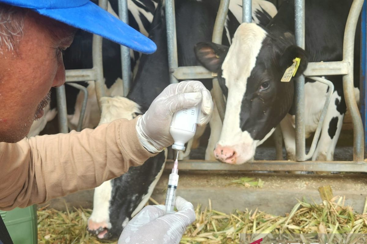 Pemprov Jatim upayakan pemulihan performa sapi perah
