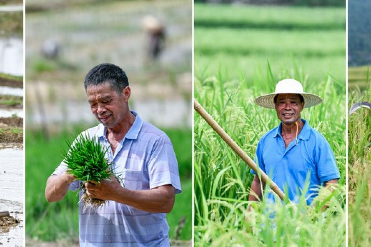 Budi daya padi hibrida genjot revitalisasi desa di China barat daya