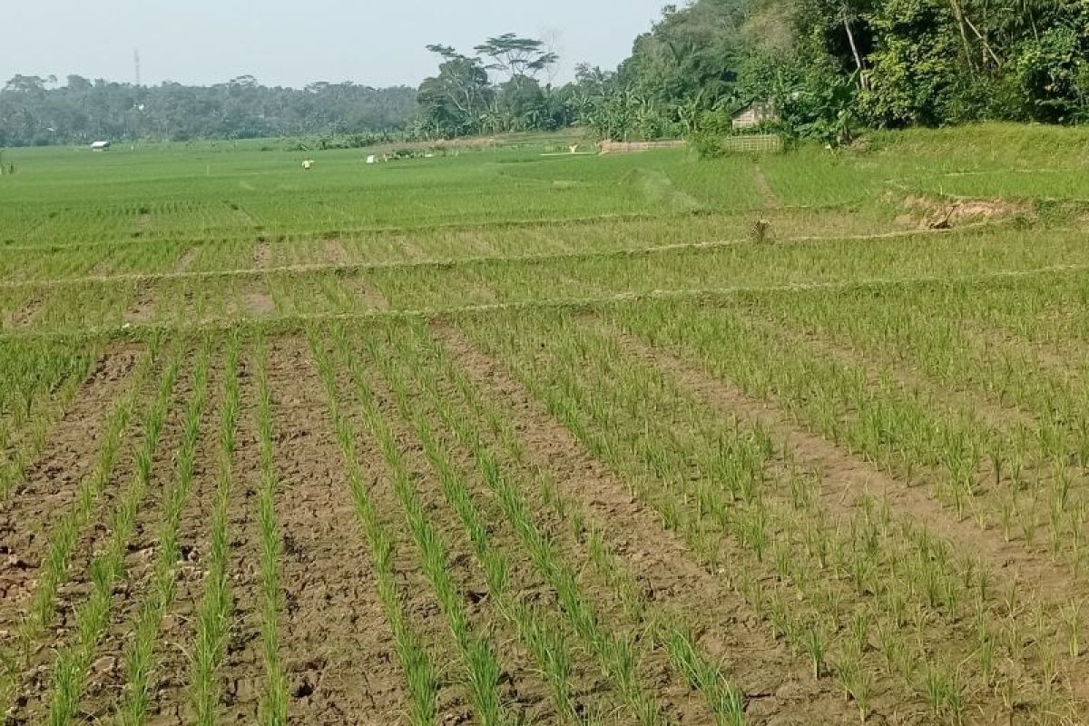 Gagal panen padi mulai terjadi di Lebak
