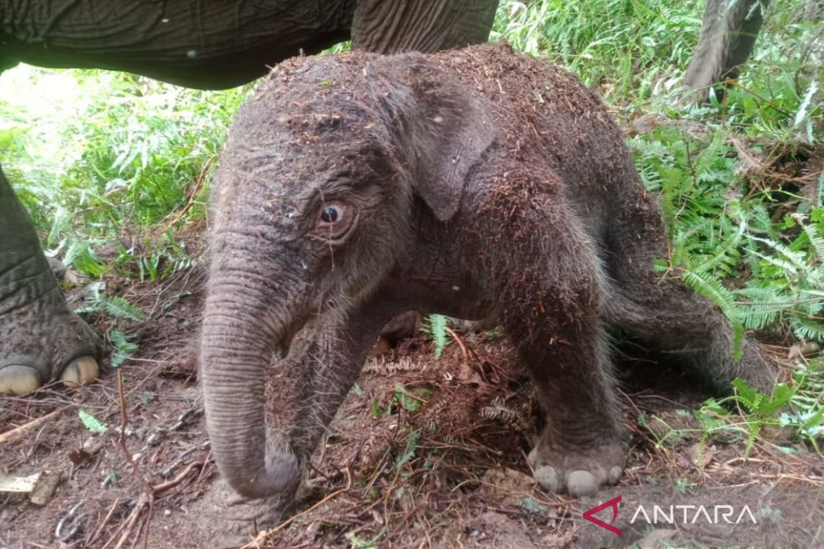 Anak gajah sumatera lahir di Taman Nasional Tesso Nilo
