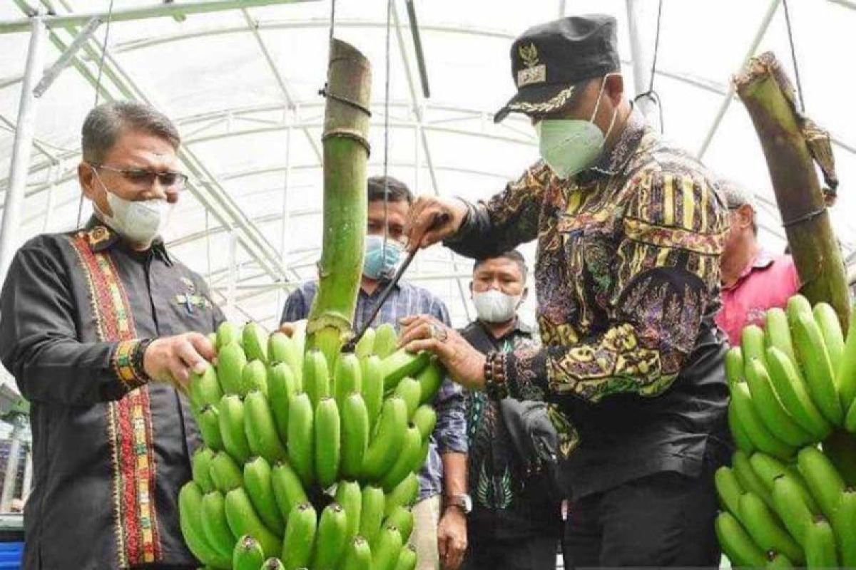 DJBC Aceh siap fasilitasi kawasan berikat kembangkan pisang ekspor