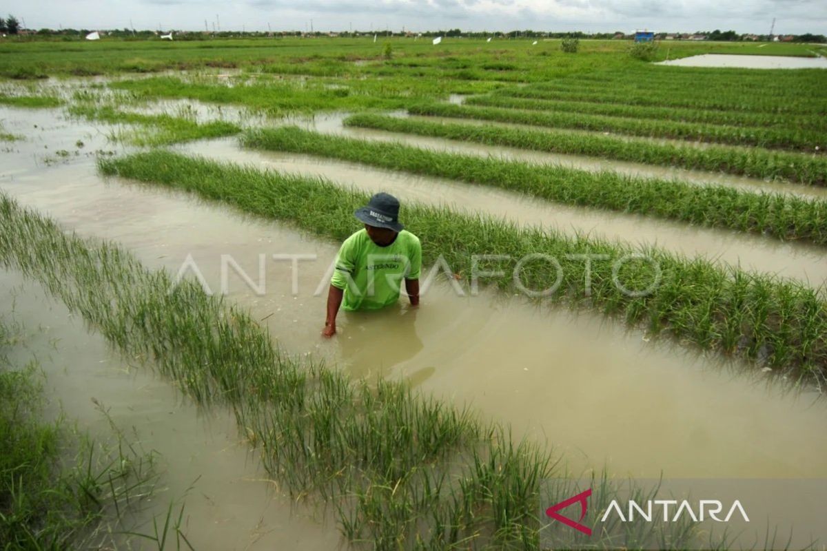 Lahan sawah gagal panen akibat banjir Aceh Tenggara seluas 267 hektare