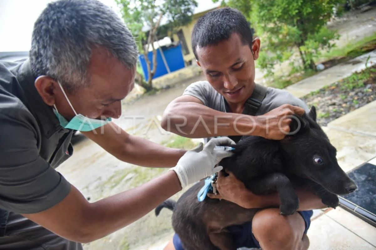 Dinas KP3 Medan masih lakukan vaksinasi guna cegah wabah rabies