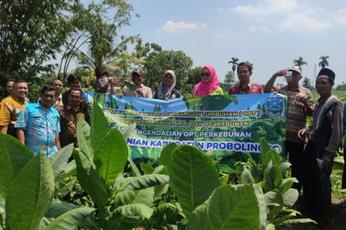 Dinas Pertanian Probolinggo Sosialisasikan Pengendalian Opt Tembakau