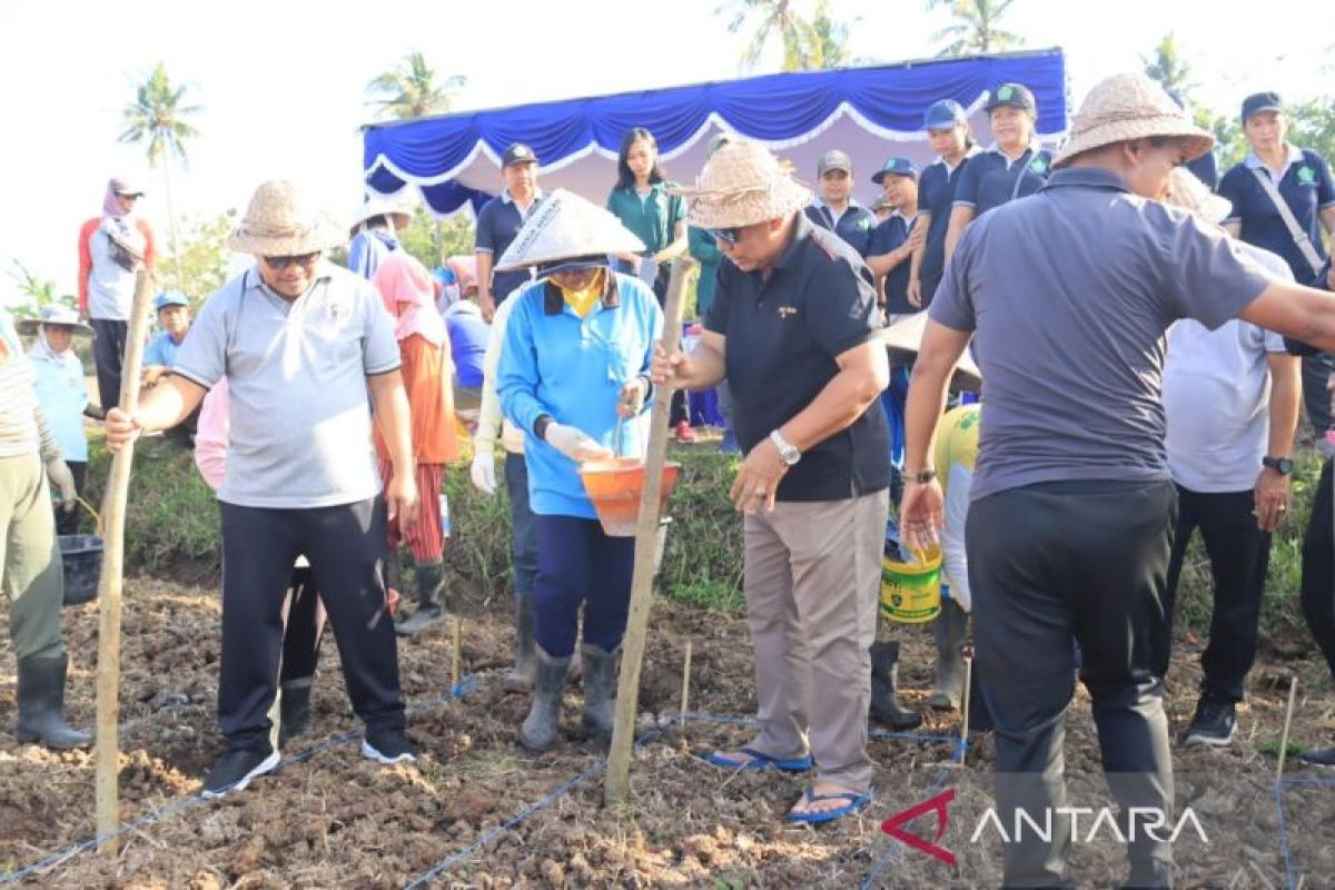 Pemkab Jembrana minta petani tanam jagung usai panen padi