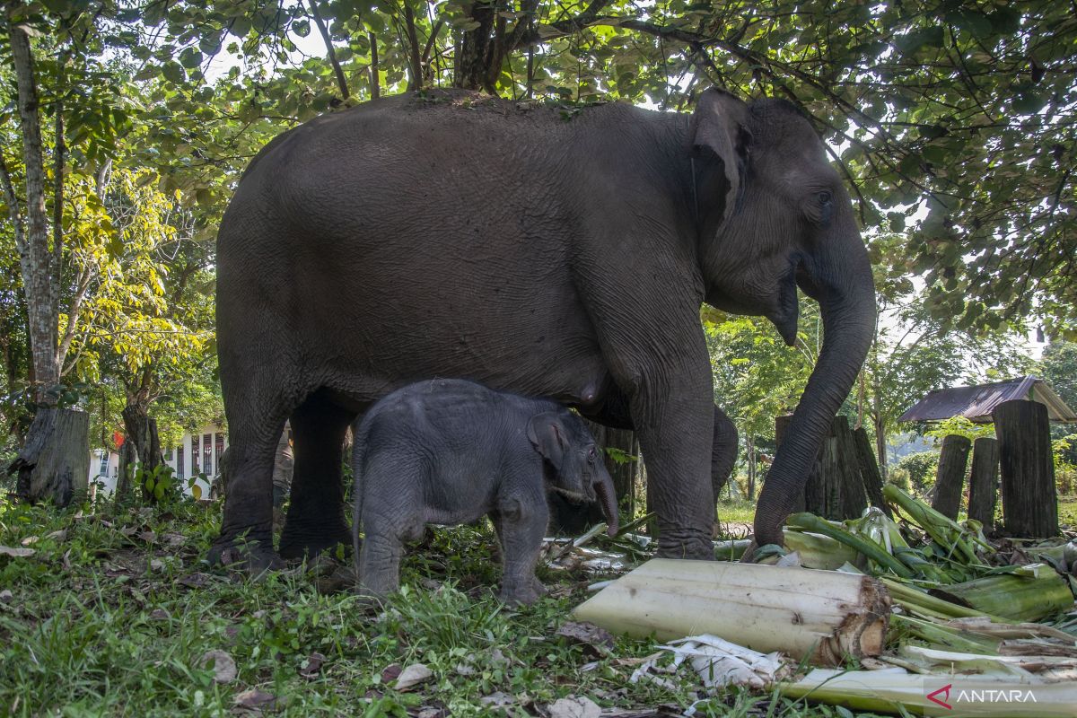 Kabar baru, jumlah gajah Sumatera liar di Riau bertambah