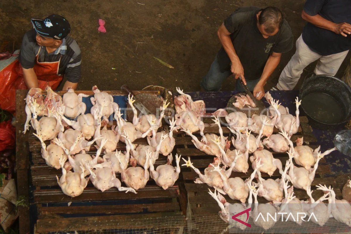 Daging ayam ras penyumbang dominan deflasi di Aceh pada Juli