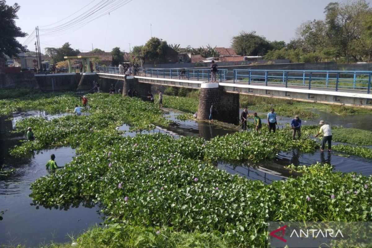 Petani  bersama warga di Kudus bersihkan sungai dari eceng gondok