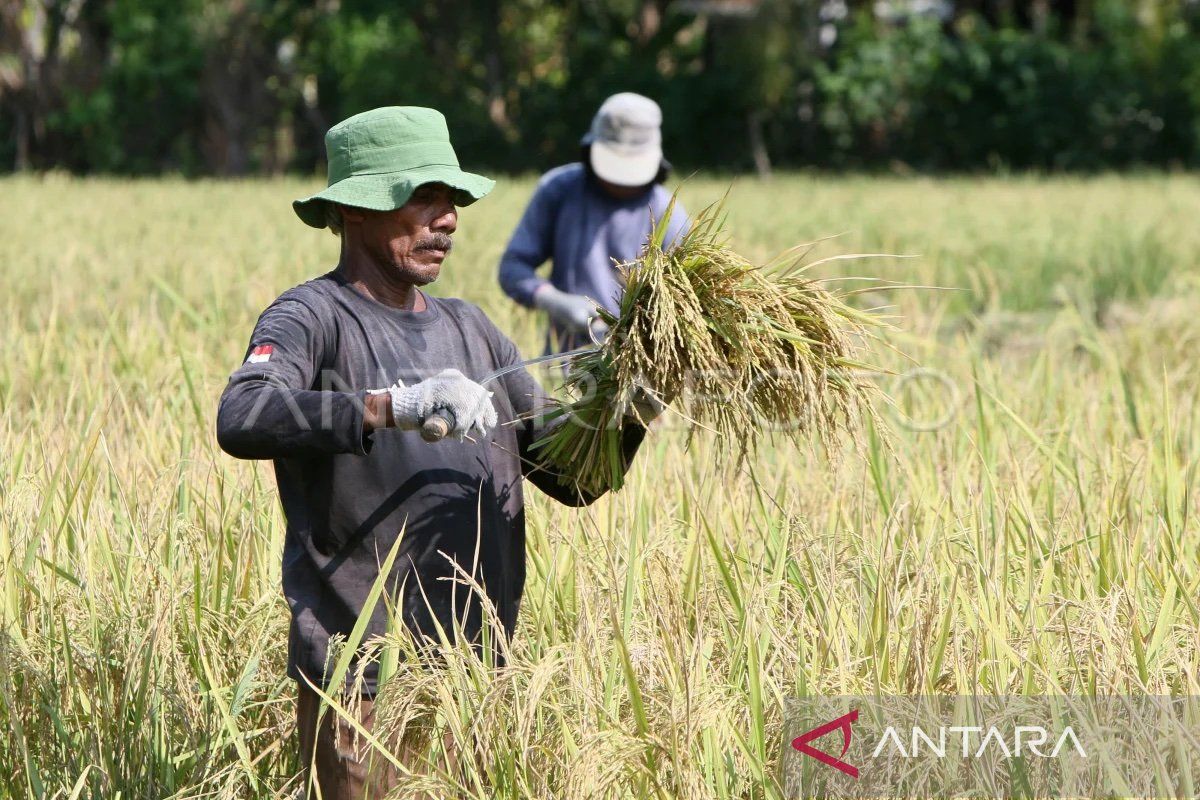 Panen raya petani di Subang Jabar meningkat capai 12,3 ton padi per-hektare