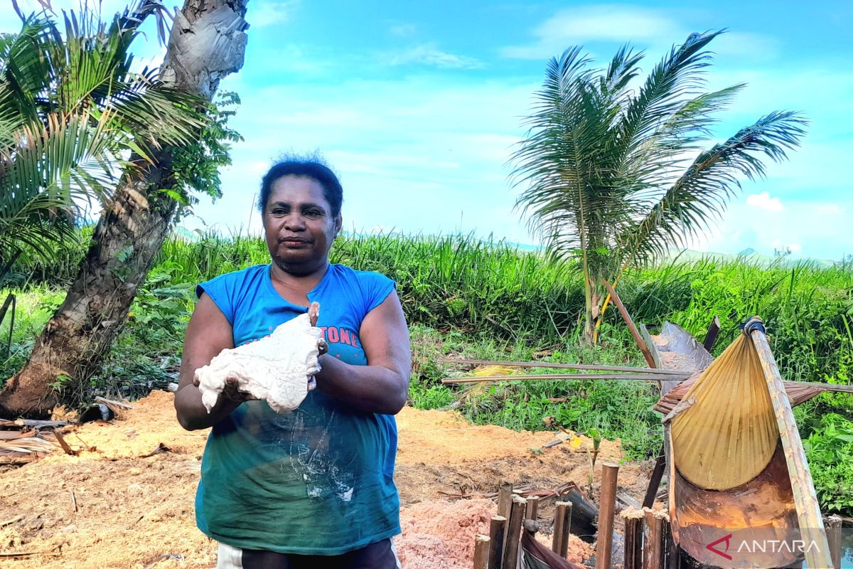 Merawat dan melestarikan sagu untuk menghidupi masyarakat Kampung Yoboi