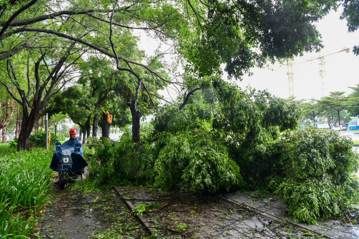 Topan Saola sebabkan angin kencang dan hujan lebat di Guangdong