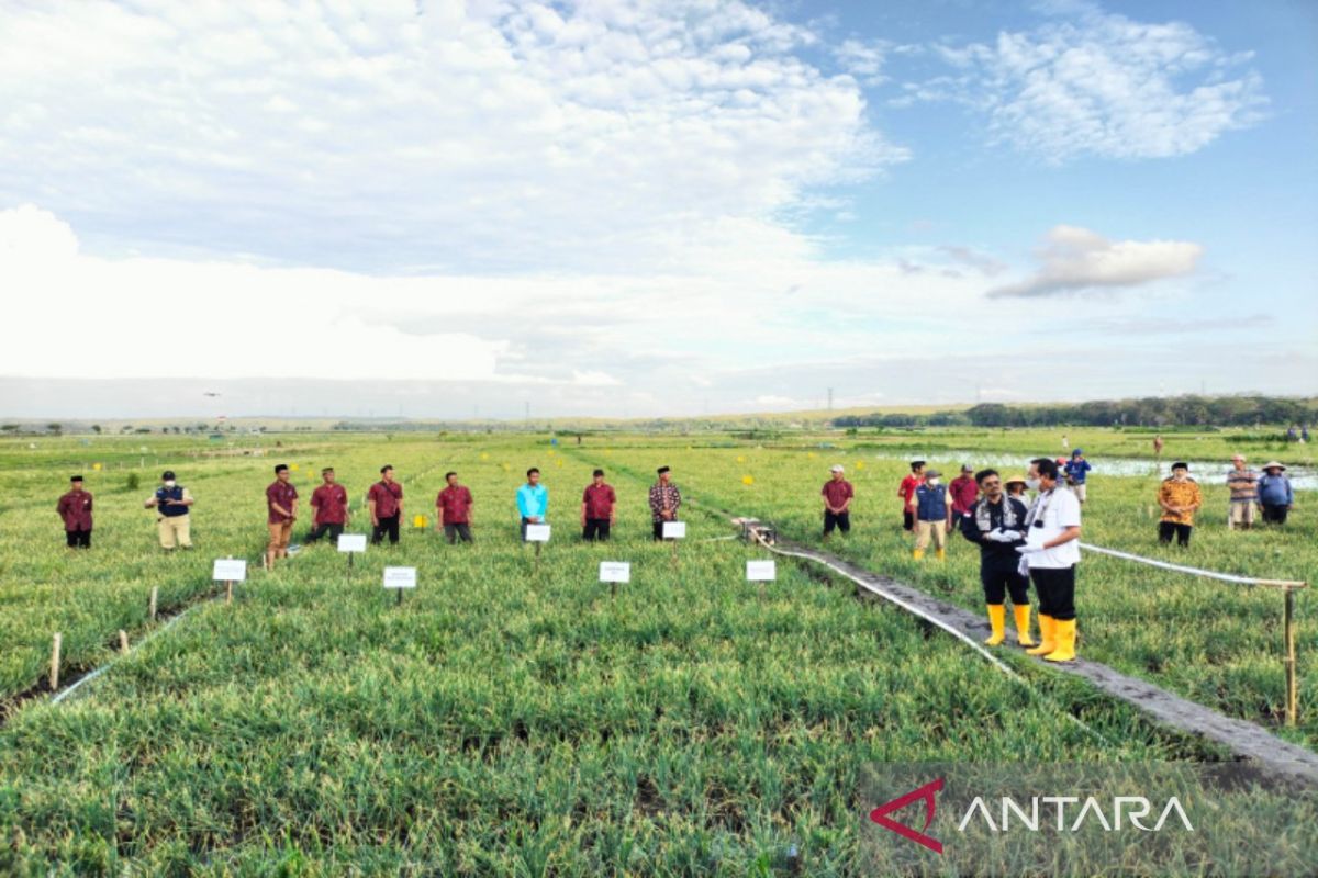 DPP Kulon Progo melaksanakan pertanian hemat air atasi dampak El Nino