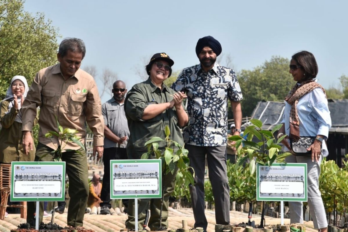Rehabilitasi mangrove di Banten dikunjungi Presiden Bank