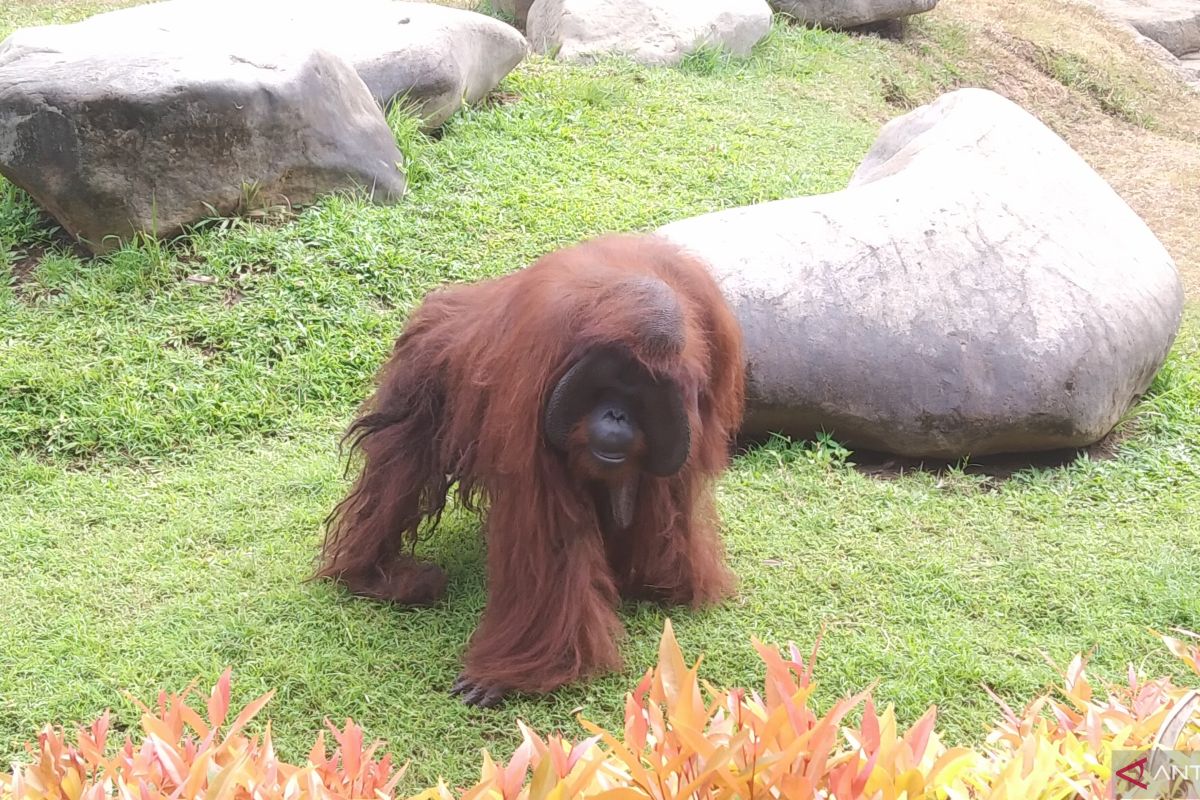 Kebun Binatang Bali kumpulkan donasi Rp100 juta konservasi orangutan