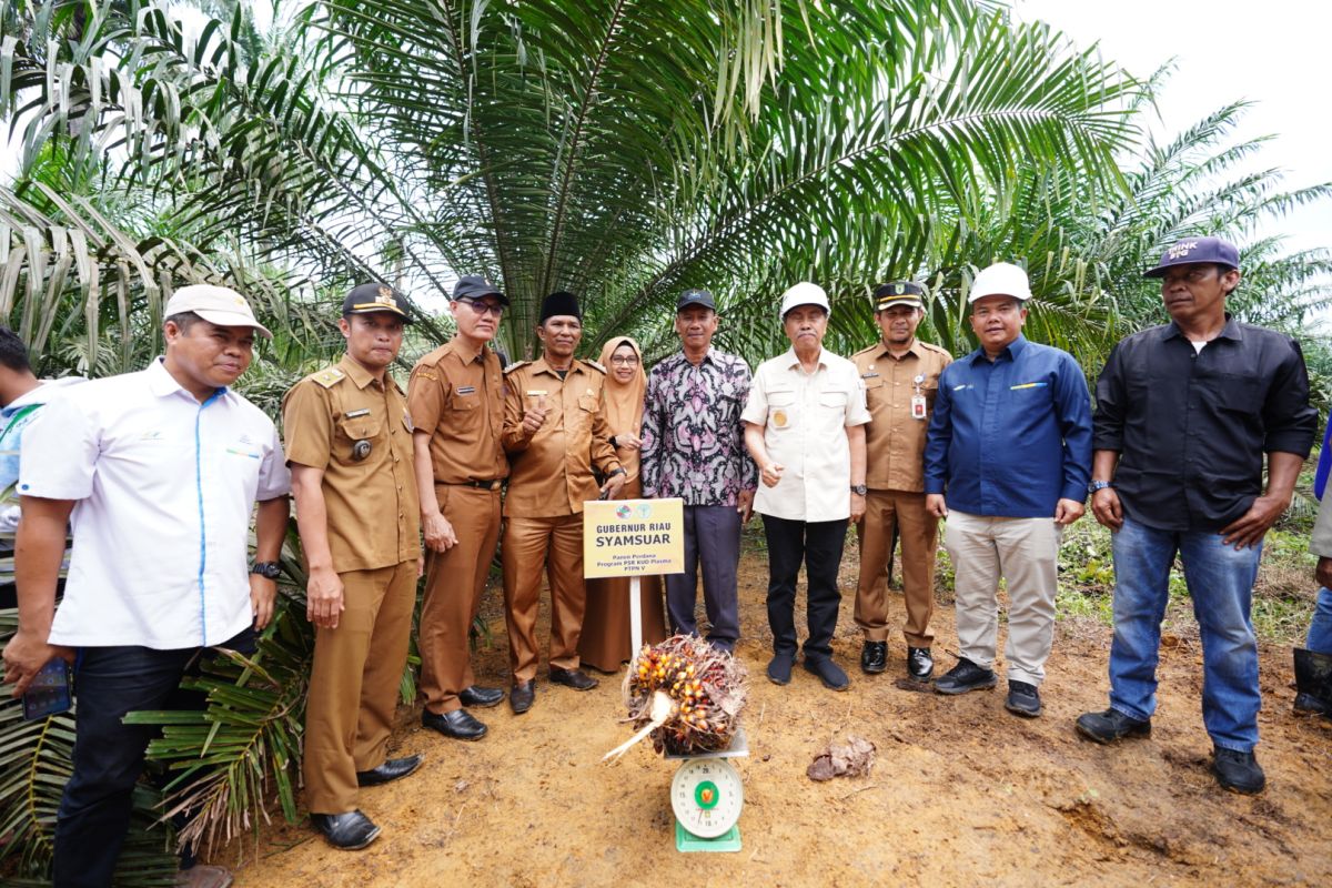 Realisasi peremajaan sawit rakyat di Riau capai 4.150 hektare