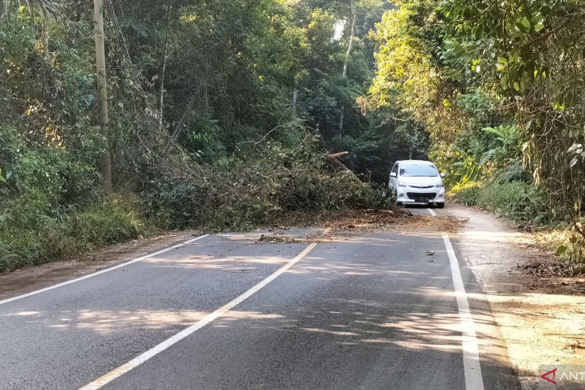 Pohon tumbang halangi jalan lintas Tanggamus-Krui di kawasan TNBBS