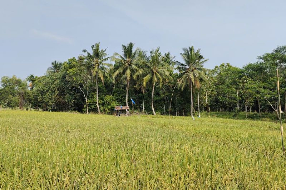 Pemprov Lampung perkirakan cadangan beras pada September 400 ribu ton