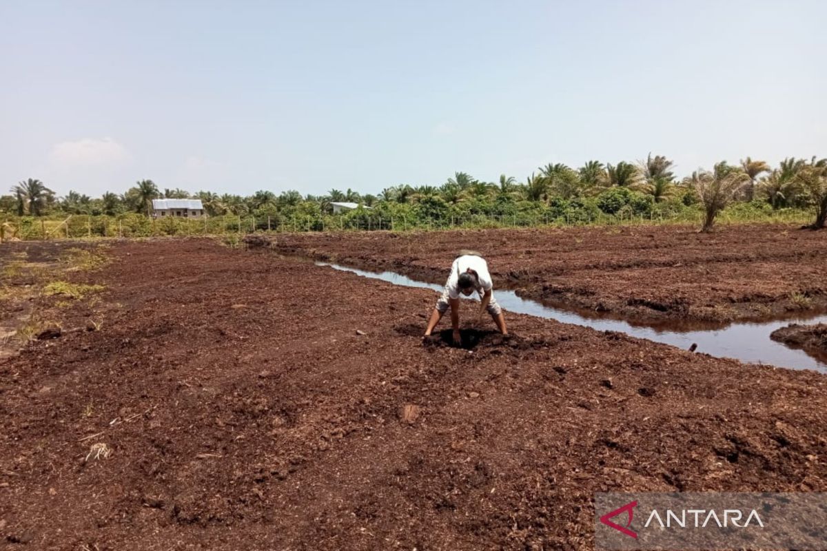 Petani Mukomuko kembangkan tanaman bawang merah di lahan gambut