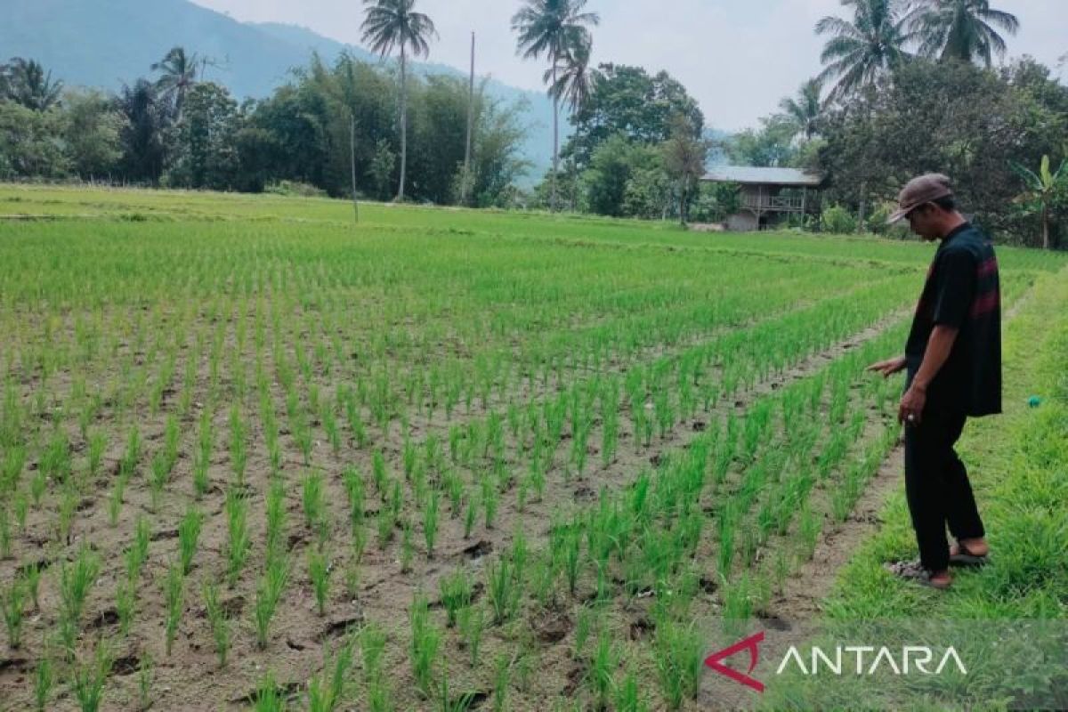 Puluhan hektare sawah milik petani di Rejang Lebong kekeringan