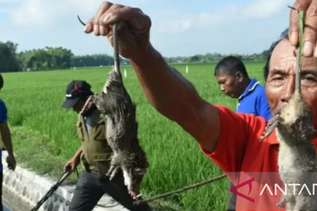 Hama tikus dan kupu-kupu serang ratusan hektare areal persawahan di Karawang