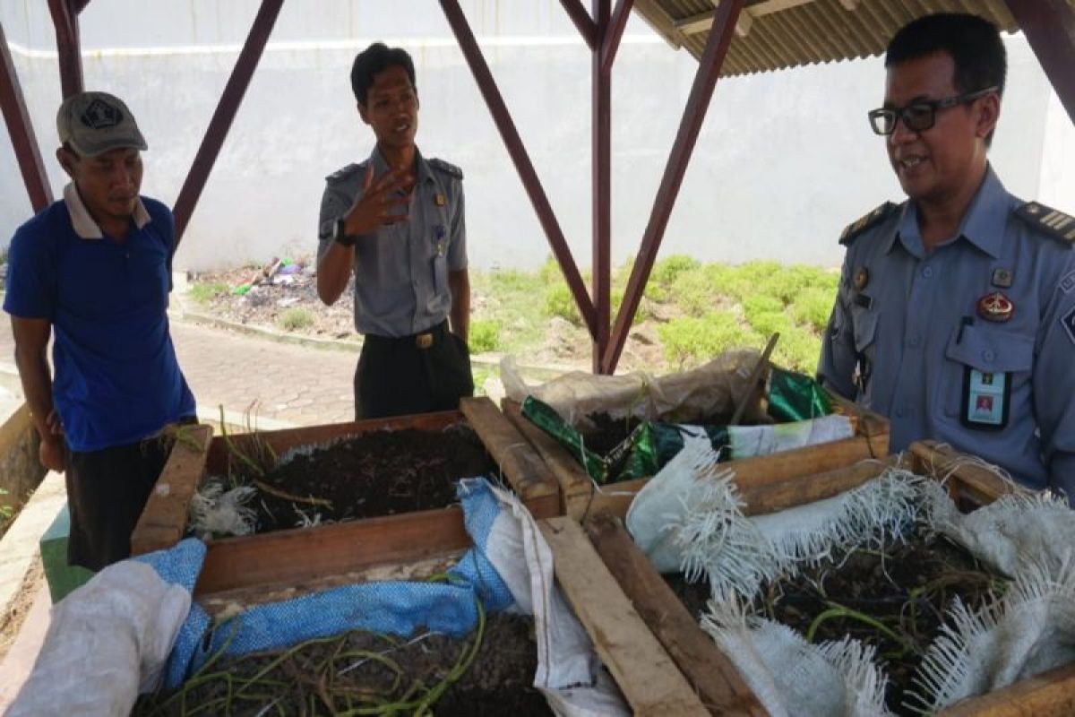 Rutan Pekalongan latih napi kembangkan budi daya  cacing tanah