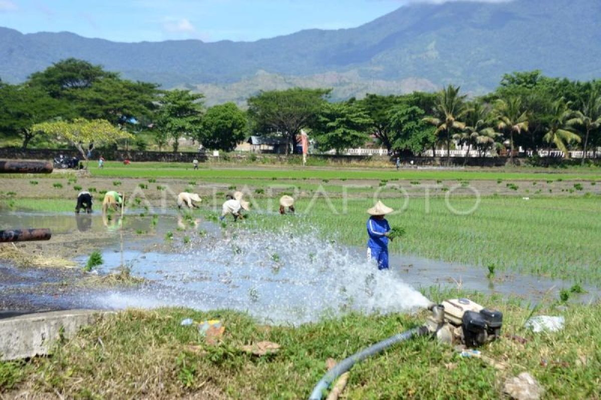 Indonesia shifts Rp7 trillion budget to help farmers fight drought