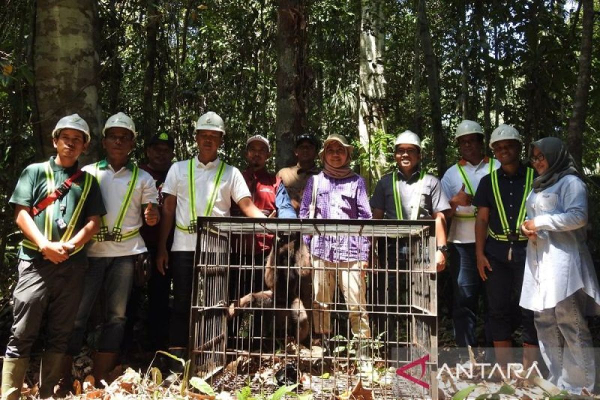 BKSDA Kalbar lepasliarkan satu individu Owa Kalimantan