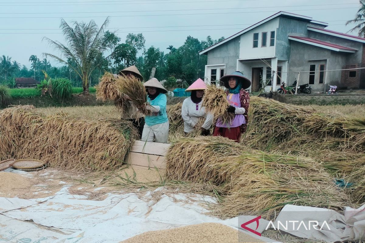 Penyerapan beras petani oleh Bulog Rejang Lebong melebihi target