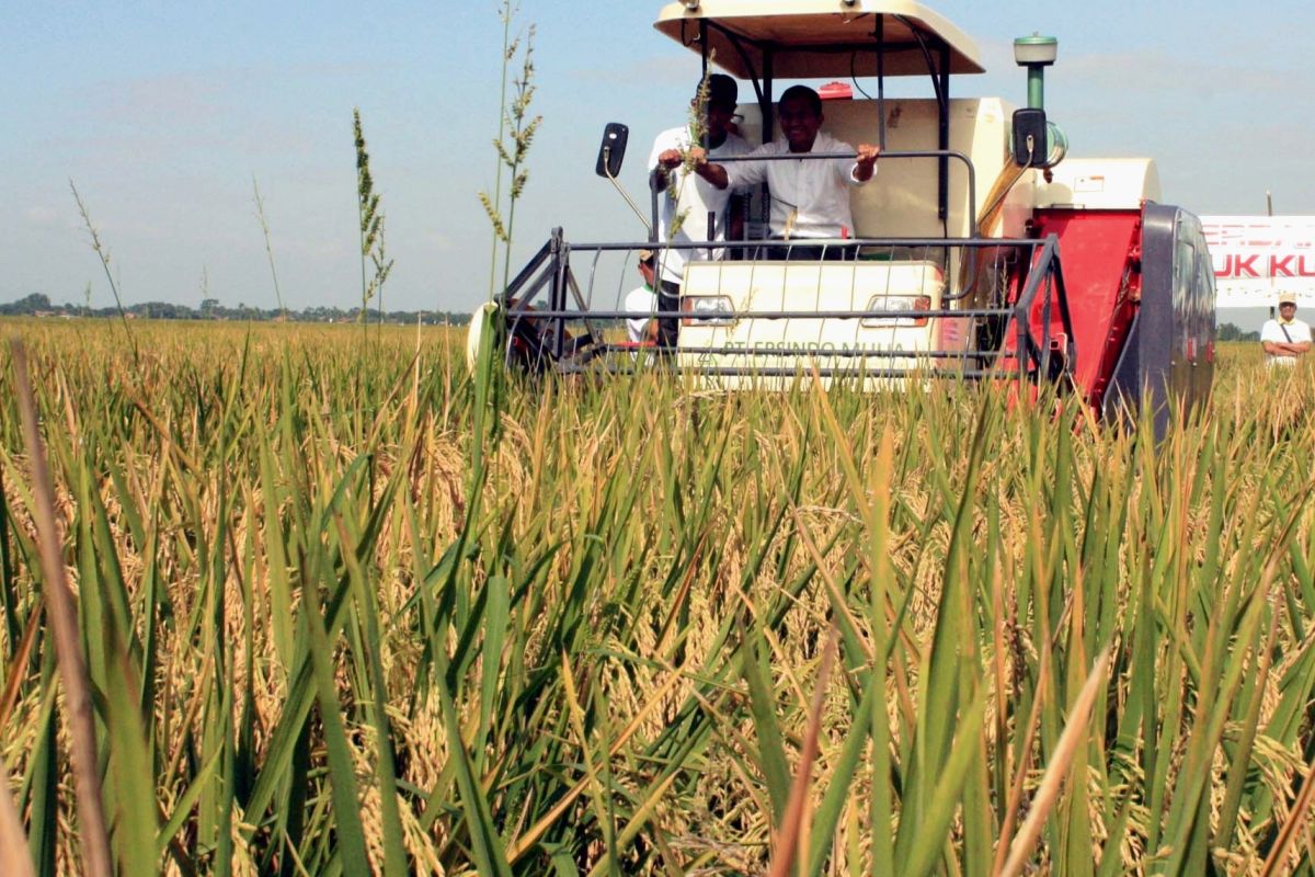 Pengendalian hama jadi kunci menjaga produksi padi