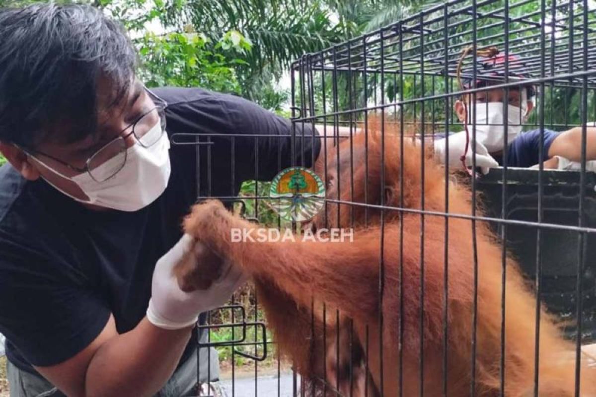 BKSDA evakuasi orangutan  yang terjebak di kebun sawit di Subulussalam